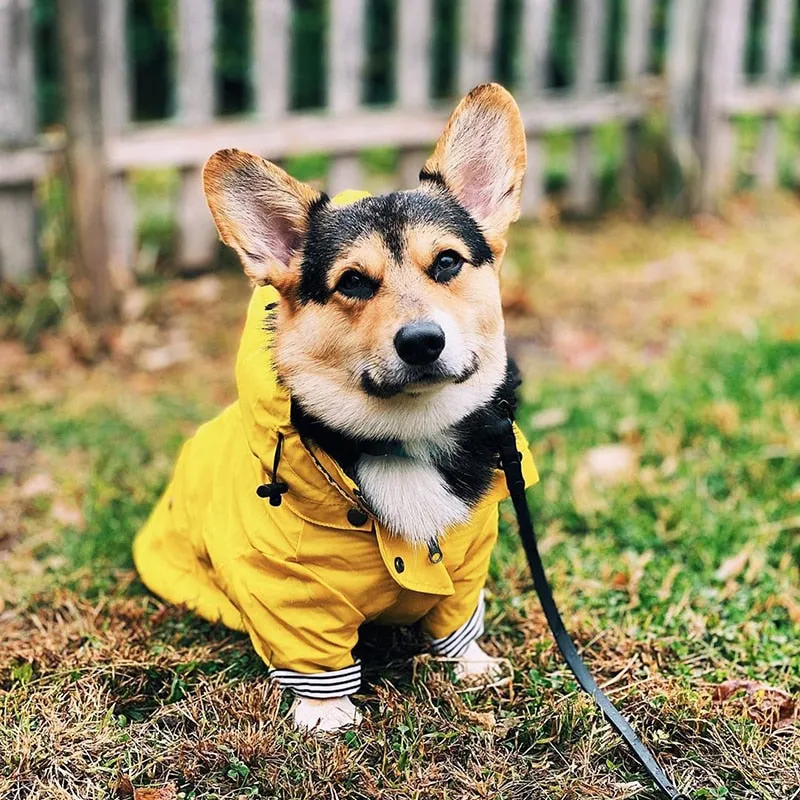 Dog/Puppy Raincoat