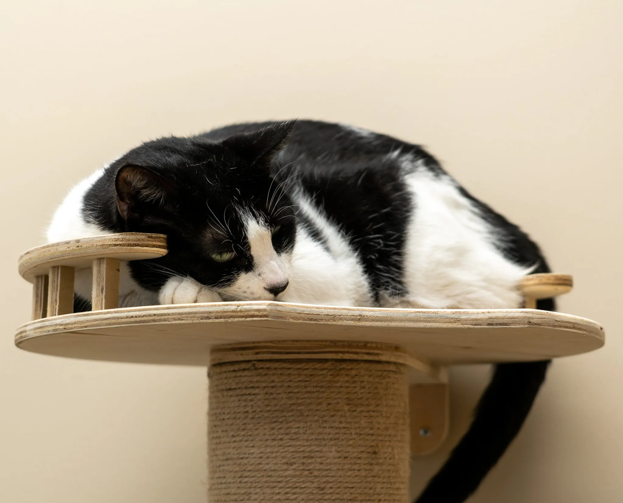 Five-Level Wall Mounted Activity Cat Tree - NEW!!!