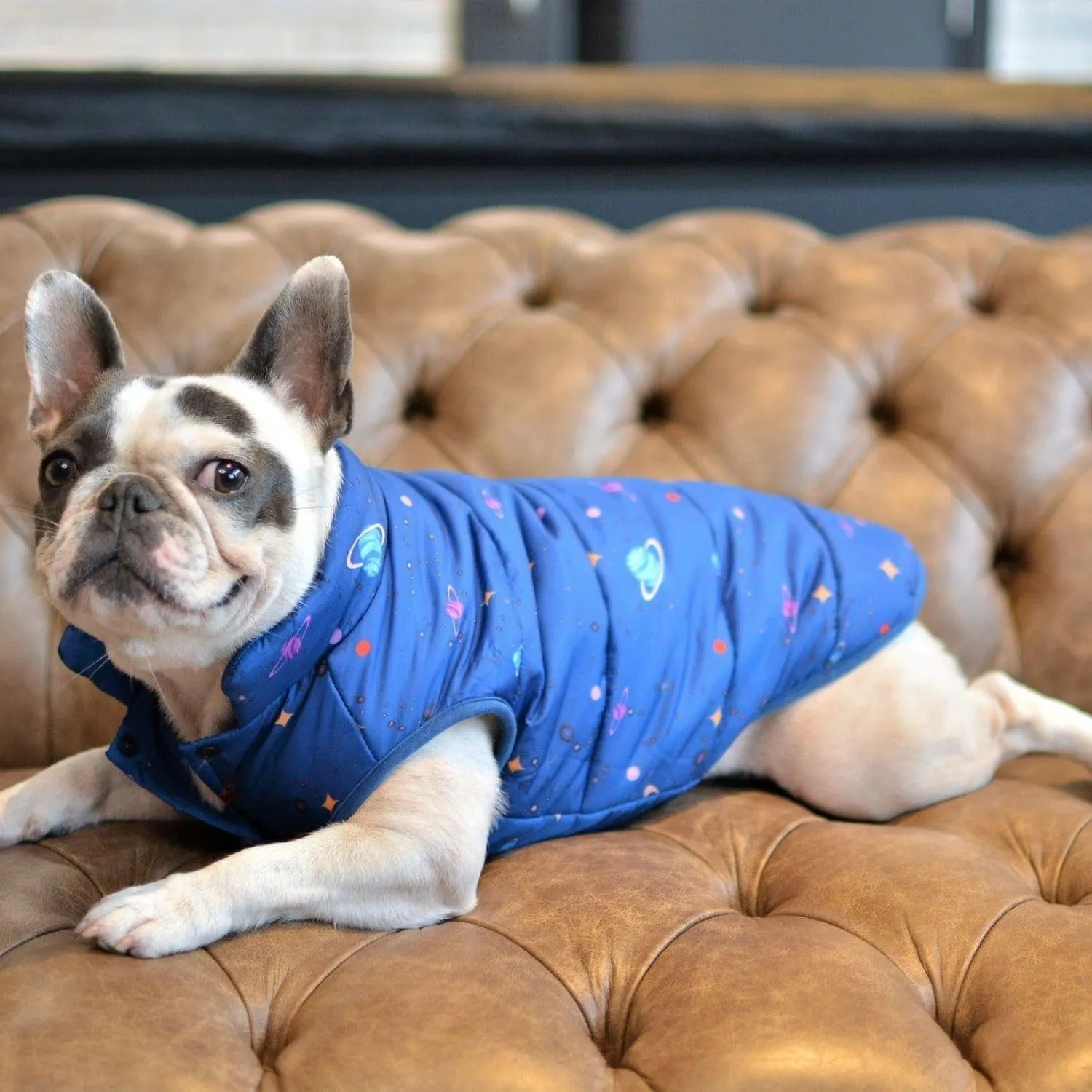 Looney Tunes Cartoon Vest Dog Jacket