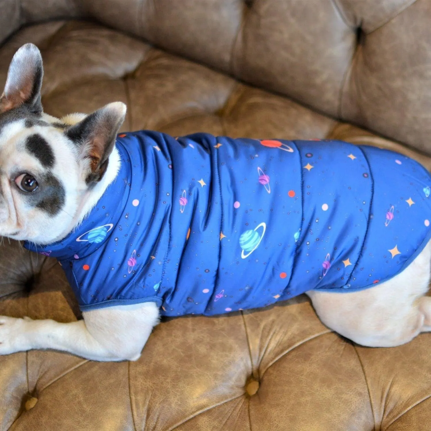 Looney Tunes Cartoon Vest Dog Jacket