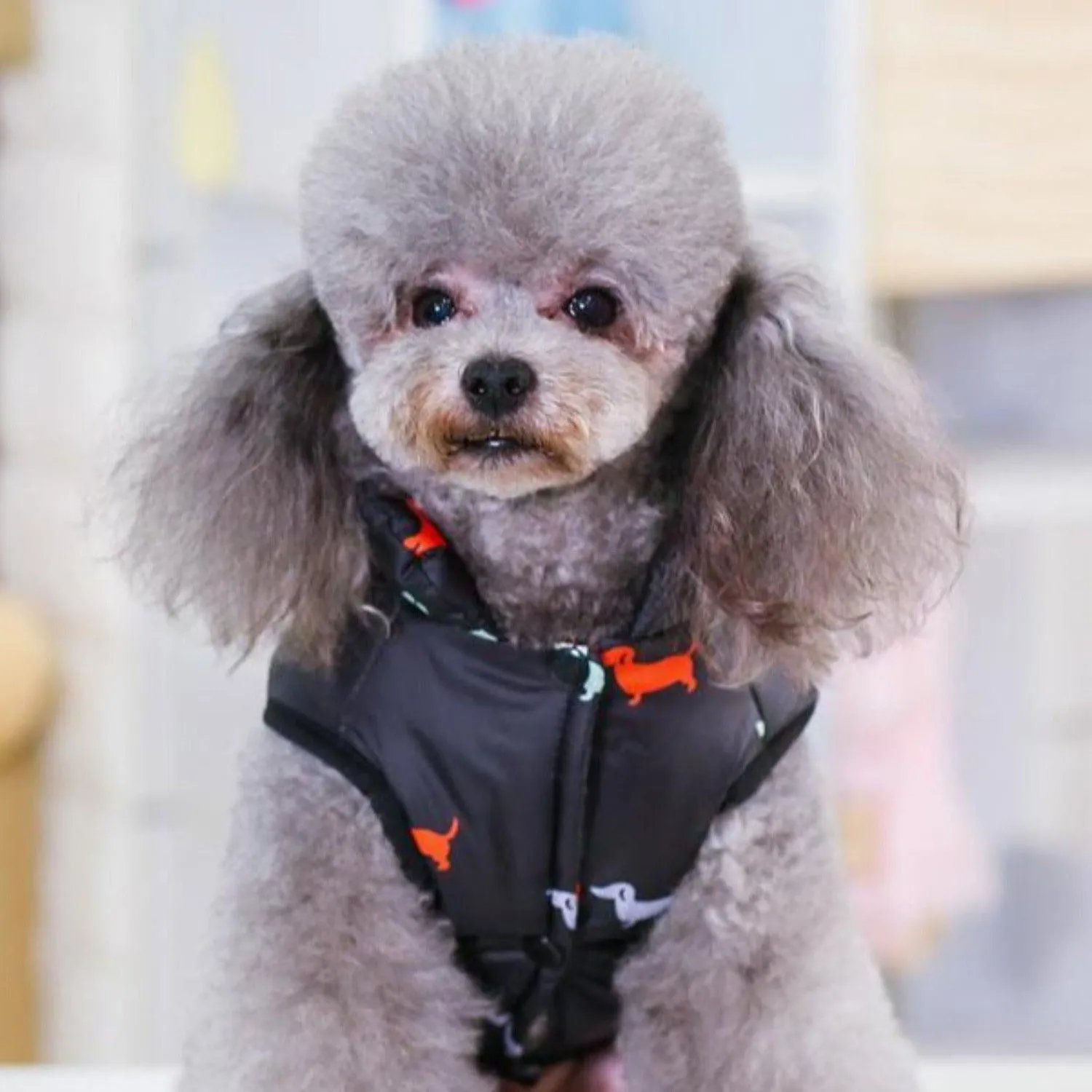 Looney Tunes Cartoon Vest Dog Jacket