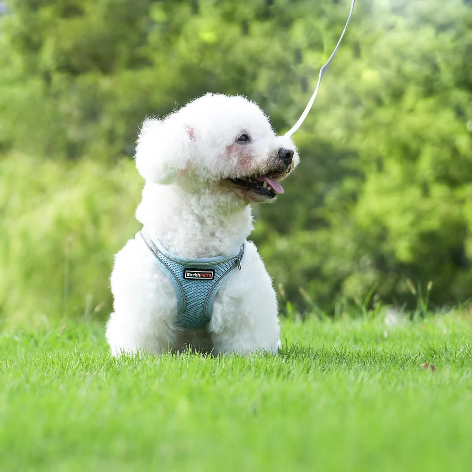 Step-in Pet Harness with a Free 59 inch Leash Included - Breathable Air Mesh for Dogs & Cats, with Reflective Straps, Safe Vest Built with Buckle & Double Metal Rings, Blue & Orange, XS