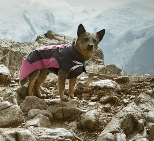 Ultimate Warmer Dog Jacket