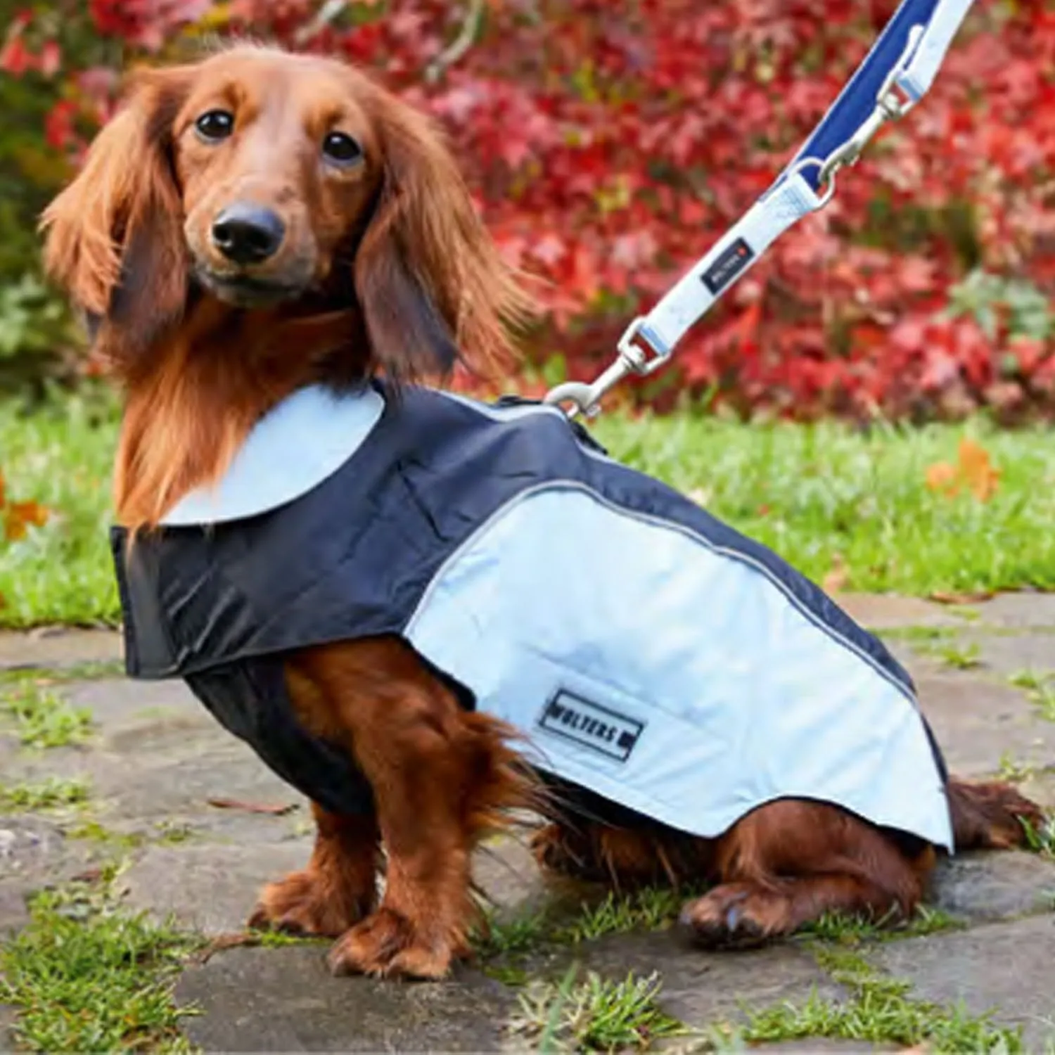 Wolters Easy Rain Jacket for Pug & Co
